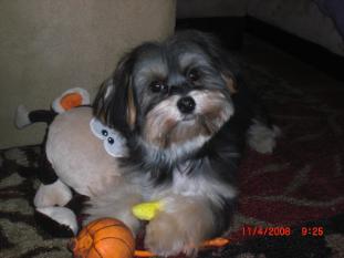 Benji the Maltese Yorkie mix playing with his toys