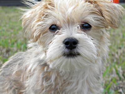 Fudge aka Fudgie