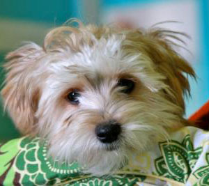 yorkie maltese mix puppies is a maltese yorkie mix the right for you yorkie maltese mix puppies is a maltese yorkie mix the right for you
