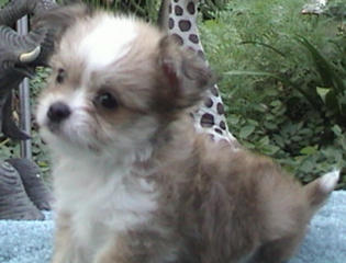 Giorgio as a puppy