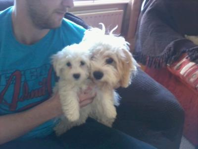 Fully Grown Cavachon