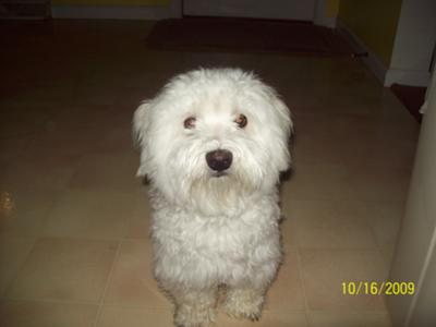 Buddy!