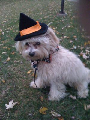 My 1st Halloween