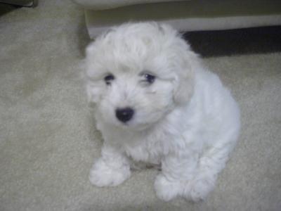 Maltipoo Puppies on Maltipoo Puppies   Malta