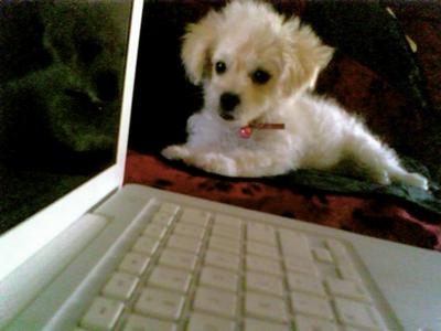 Precious Malti-poo puppy Zoe