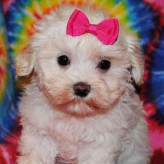 poodle maltese maltipoo mixes puppies dogs mix maltesemaniac learn puppy dog teacup