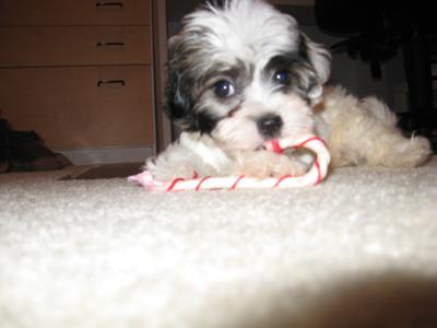 Izzy, 9 weeks old at Christmas '08.