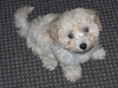 maltipoo puppy ringer