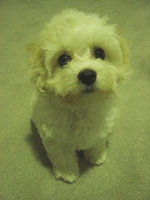 maltipoo-puppy-tiki-21341634.jpg