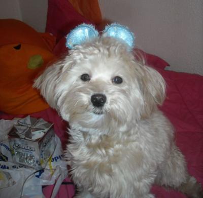 Baci bear <3