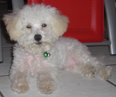 Huggie: world's most lovable Maltipoo