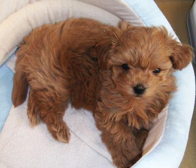 Brown Maltipoo