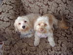 Maltipoo Marley and Bentley