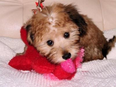 Puppies on Mauxie Puppies Valentines 2008