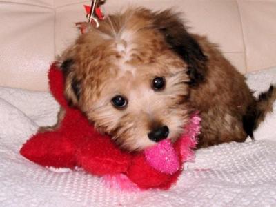 Mauxie Puppies Valentines 2008. My Mauxie puppy Gracie was born on 