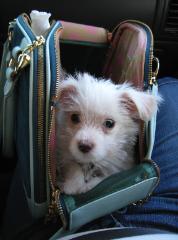 In his Juicy Couture Bag