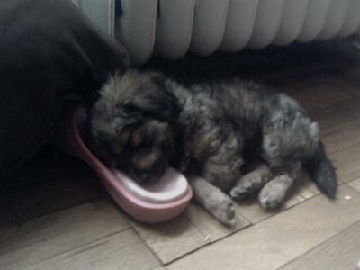 Leila the Mauxie blissfully asleep on a shoe!