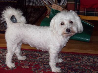 Cutest little Shih Tzu Maltese