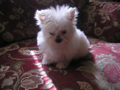 Maltese Breeder Pa Maltese Breeder Pa