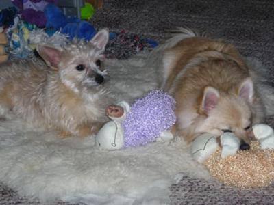 Chrystie is of course the dog on the left with the purple lamb toy with her brother Hooch the pom on the right with the orange lamb