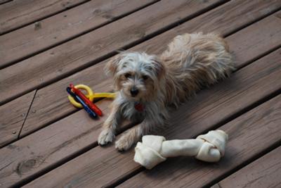 the bone is bigger than he is.