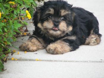 Addie at 8 weeks, her first day home.