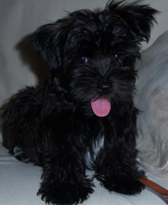 black morkie dog