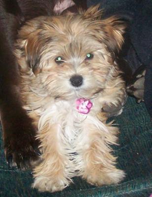 light brown morkie