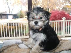 Beautiful Bella
