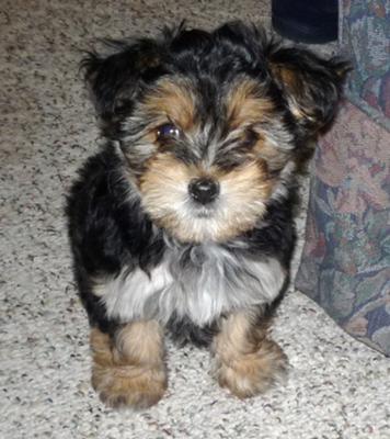 Morkie Puppies on Morkie Puppies   Jenkins