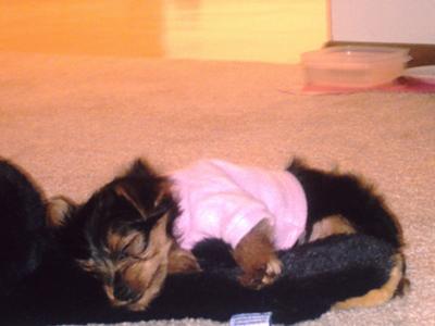 Pookie sleeping on her bear