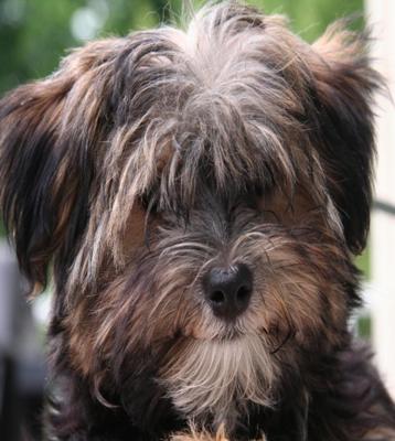 Morkie Adults