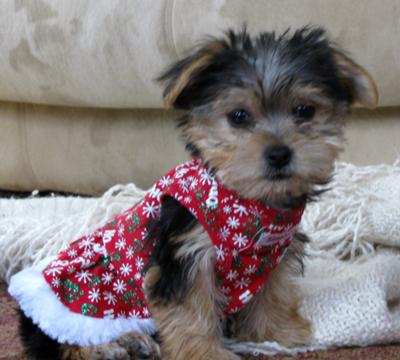 Sophia in her new Christmas dress