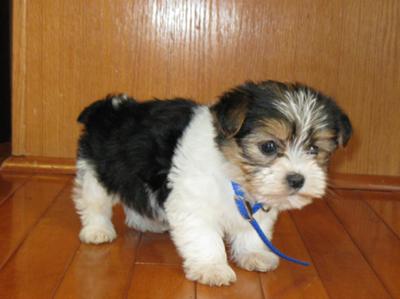 Willow 