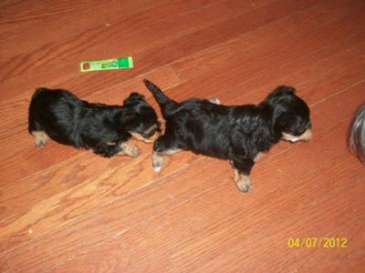 His sister is trying to get his tail at 5 weeks