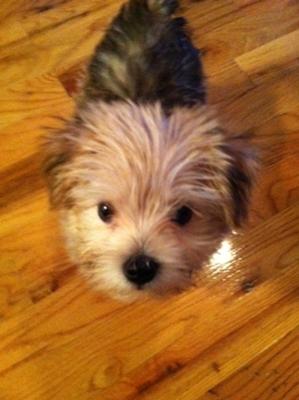 Lexi the Morkie...