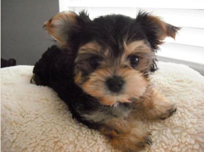 maltese yorkie rescue