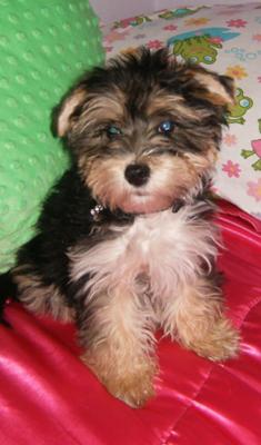 Aren't I an adorable Morkie puppy?