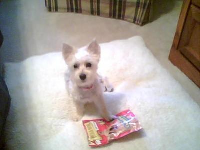 Sadie stealing her treat bag