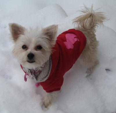 Trixie playing in the snow! Here is an update on my Morkie puppy Trixie.