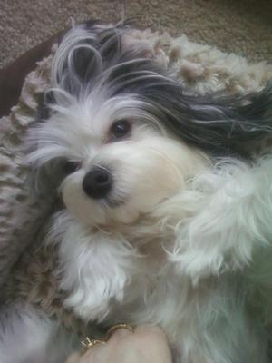 Belle laying in her bed.