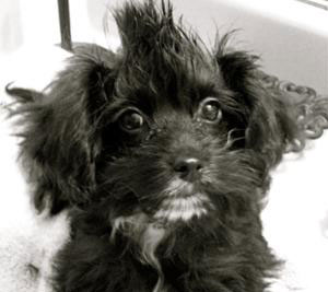 havanese morkie mix