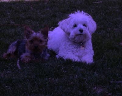 Oliver and his Maltipoo cousin Holly