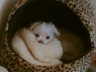 Muffy in her basket