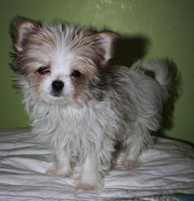 maltese long haired chihuahua mix. Muppet - Maltese Long Hair