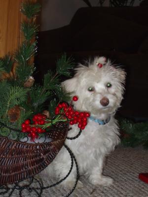 Max the Maltese Christmas Elf