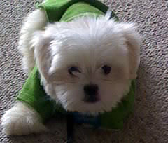 Maltese puppy all dressed up