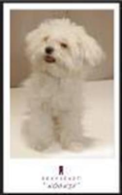 Maltese pup Noonie