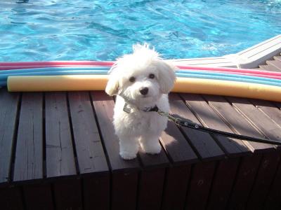 Charger the Maltese, poolside
