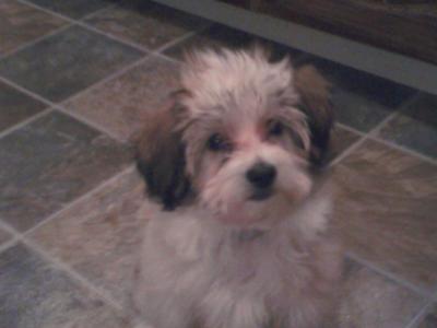Bella at 3 months old